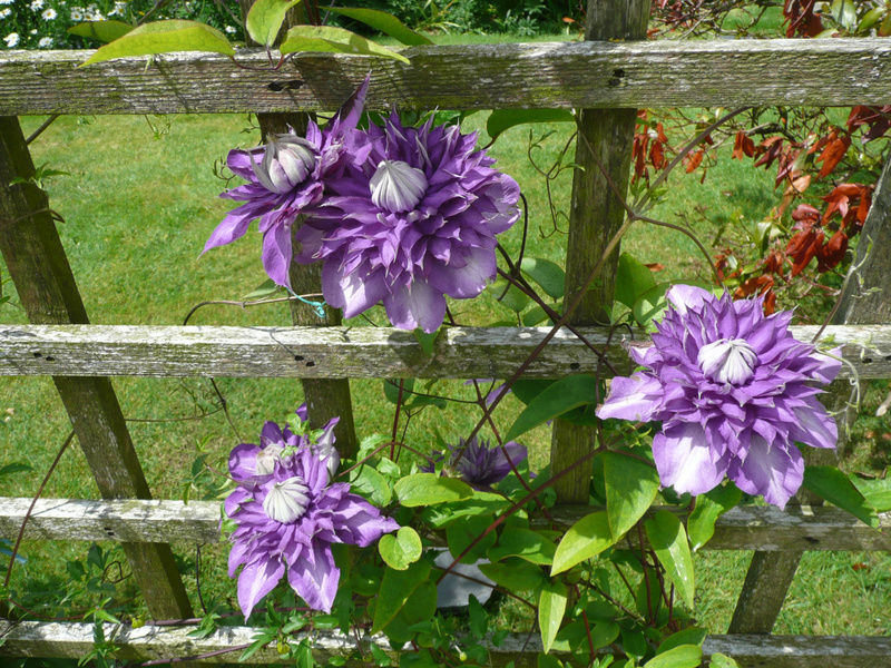 Aard Oakleigh Bed and Breakfast Bennettsbridge Exteriör bild